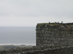 SX23734 Ravens on tower Harlech Castle.jpg